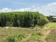 Juncao Grass Cuttings - Biomass Nyingi - 3