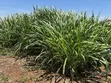 Juncao Grass Cuttings - Biomass Nyingi - 4
