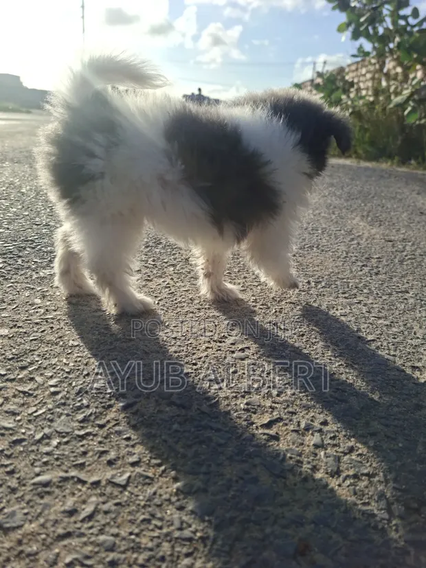 Female Maltese Puppy (1-3 Months) - 1