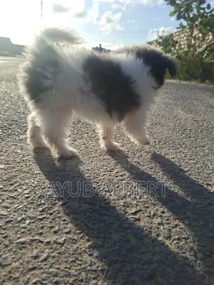 Female Maltese Puppy (1-3 Months)