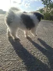 Female Maltese Puppy (1-3 Months) - 1