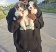Female Maltese Puppy (1-3 Months) - 2