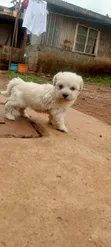 Purebred Havanese Puppy - 1-3 Months Male - 3