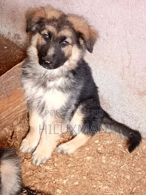 1-3 Months Female Purebred German Shepherd Puppy
