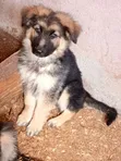 1-3 Months Female Purebred German Shepherd Puppy - 1