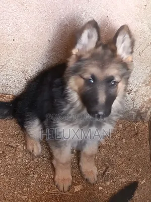 1-3 Months Female Purebred German Shepherd Puppy