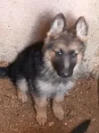 1-3 Months Female Purebred German Shepherd Puppy - 2