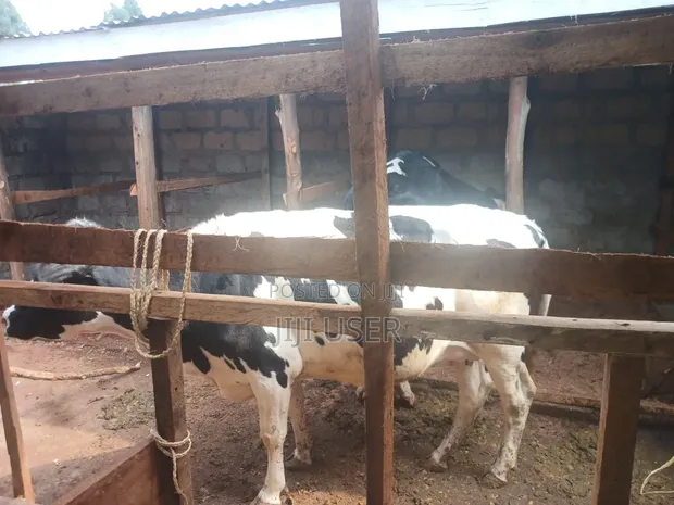 Friesian Dairy Cow - 1