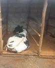Friesian Dairy Cow - 2