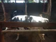 Friesian Dairy Cow - 3