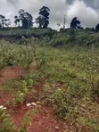 50x100 Plot for Sale, Naivasha-Mai Mahiu Road - 2