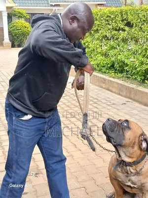 Huduma za Vetcare: Mtaalamu wa Mafunzo na Uzalishaji Afya ya Wanyama