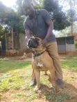 Vetcare Services: Animal Health Training & Breeding Expert - 2