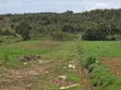 Fertile Residential Plot for Sale in Limuru CBD - 4