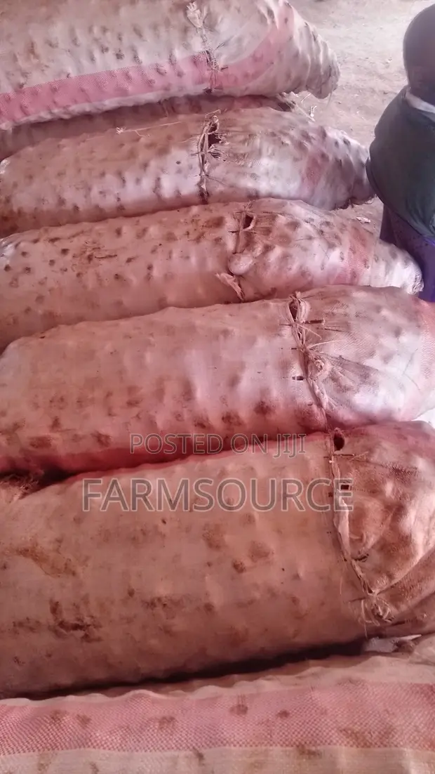 Large Shangi Potatoes - Bulk Available - 1