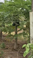 100 Acres Farmland for Sale in Kajiado Mashuru - 3