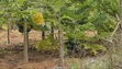 100 Acres Farmland for Sale in Kajiado Mashuru - 4