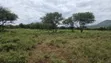 100 Acres Farmland for Sale in Kajiado Mashuru - 5