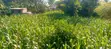 Plot for Sale 50x100 in Bungoma - 2