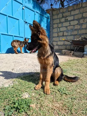 Kijerumani Shepherd Mwenye Safi wa Kike wa Miezi 3-6