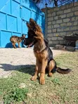 Kijerumani Shepherd Mwenye Safi wa Kike wa Miezi 3-6 - 1