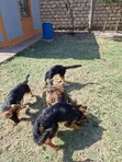 Kijerumani Shepherd Mwenye Safi wa Kike wa Miezi 3-6 - 2