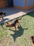 Kijerumani Shepherd Mwenye Safi wa Kike wa Miezi 3-6 - 3