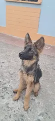 Kijerumani Shepherd Mwenye Safi wa Kike wa Miezi 3-6 - 4