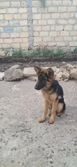 Kijerumani Shepherd Mwenye Safi wa Kike wa Miezi 3-6 - 5