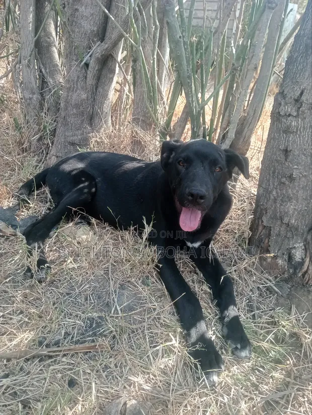 Male Mixed Breed Great Dane, 3-6 Months - 1