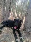 Male Mixed Breed Great Dane, 3-6 Months - 2