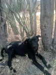 Male Mixed Breed Great Dane, 3-6 Months - 3
