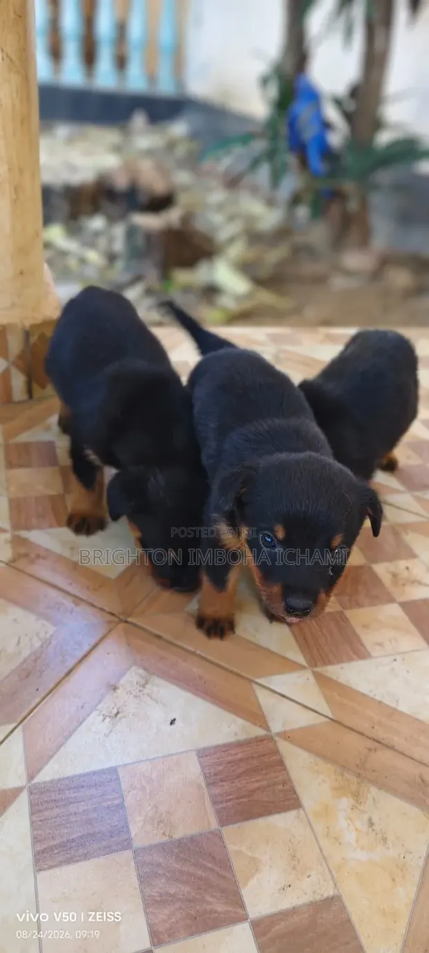 Purebred Rottweiler Puppy (1-3 Months) - 1