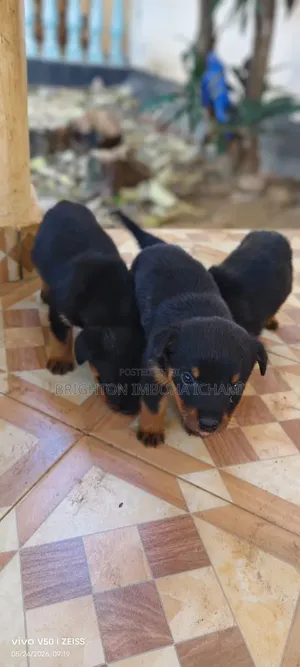 Purebred Rottweiler Puppy (1-3 Months)