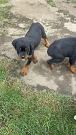 Purebred Rottweiler Puppy (1-3 Months) - 2