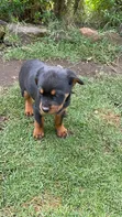Purebred Rottweiler Puppy (1-3 Months) - 3