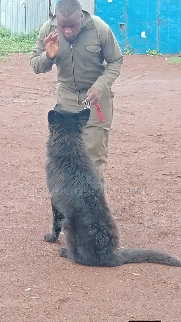 Dog Training Services - 1
