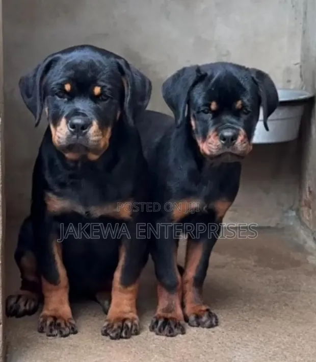 Purebred Rottweiler Puppies (1-3 Months) - 1