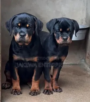 Purebred Rottweiler Puppies (1-3 Months)