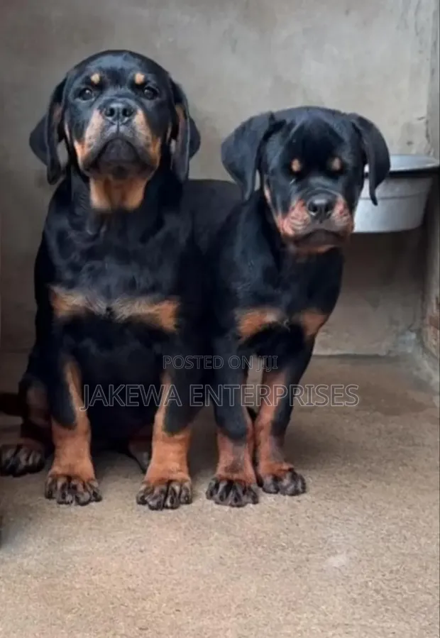Purebred Rottweiler Puppies (1-3 Months) - 1