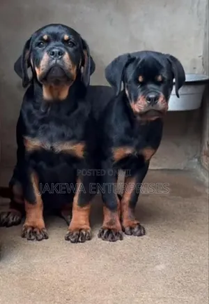 Purebred Rottweiler Puppies (1-3 Months)