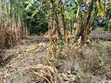 1/2 Acre Prime Land for Sale at Vet Ngong - 1