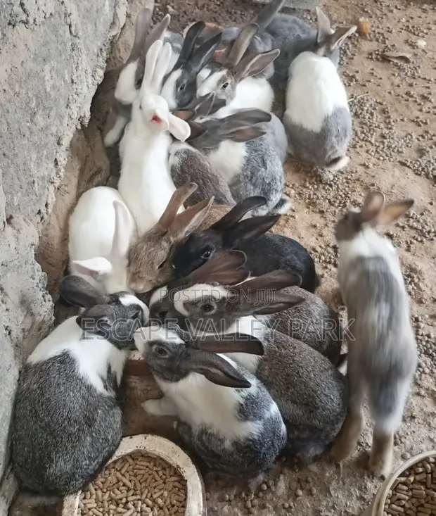Hybrid Rabbits for Sale - 1
