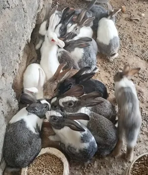 Hybrid Rabbits for Sale