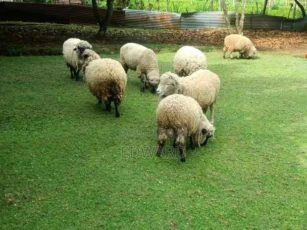 Hampshire & Corriedale Sheep (Expectant Ewes) - 1