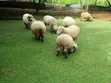 Hampshire & Corriedale Sheep (Expectant Ewes) - 1