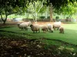 Hampshire & Corriedale Sheep (Expectant Ewes) - 2