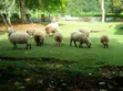 Hampshire & Corriedale Sheep (Expectant Ewes) - 3