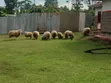 Hampshire & Corriedale Sheep (Expectant Ewes) - 4