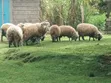 Hampshire & Corriedale Sheep (Expectant Ewes) - 5